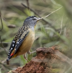 Pardalotus punctatus at Pialligo, ACT - 20 May 2022