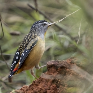 Pardalotus punctatus at Pialligo, ACT - 20 May 2022