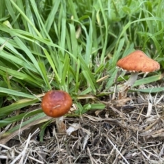 Leratiomyces ceres (Red Woodchip Fungus) at Cook, ACT - 21 May 2022 by Tammy