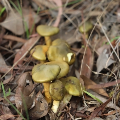 Cortinarius austrovenetus (Green Skinhead) at Cook, ACT - 18 May 2022 by Tammy