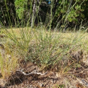 Cytisus scoparius subsp. scoparius at Isaacs, ACT - 21 May 2022 02:55 PM