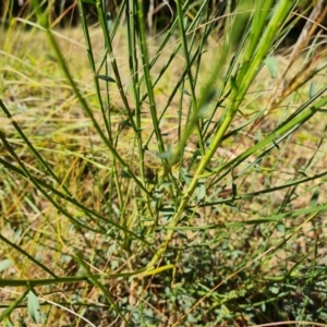 Cytisus scoparius subsp. scoparius at Isaacs, ACT - 21 May 2022