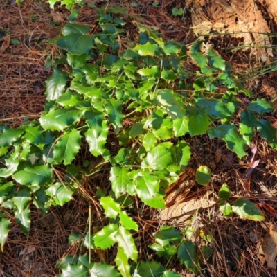 Berberis aquifolium (Oregon Grape) at Isaacs, ACT - 21 May 2022 by Mike