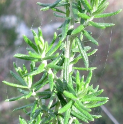 Cassinia aculeata subsp. aculeata (Dolly Bush, Common Cassinia, Dogwood) at Weetangera, ACT - 17 May 2022 by sangio7