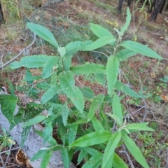 Olearia lirata (Snowy Daisybush) at Jerrabomberra, ACT - 21 May 2022 by Mike