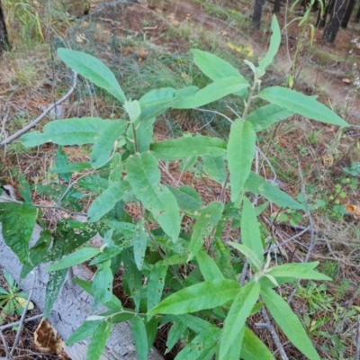 Olearia lirata (Snowy Daisybush) at Isaacs Ridge and Nearby - 21 May 2022 by Mike