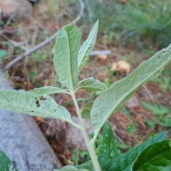 Olearia lirata at Jerrabomberra, ACT - 21 May 2022