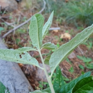 Olearia lirata at Jerrabomberra, ACT - 21 May 2022