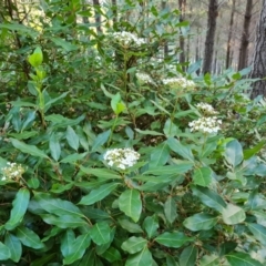 Viburnum tinus (Laurustinus) at Jerrabomberra, ACT - 21 May 2022 by Mike