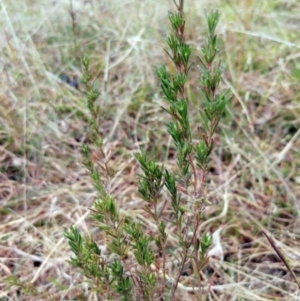 Erica lusitanica at Weetangera, ACT - 21 May 2022 12:27 PM