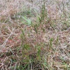 Erica lusitanica at Weetangera, ACT - 21 May 2022 12:27 PM