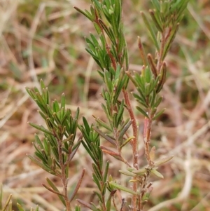 Erica lusitanica at Weetangera, ACT - 21 May 2022 12:27 PM