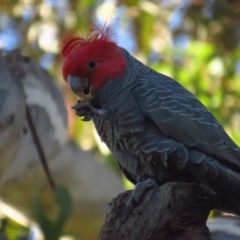 Callocephalon fimbriatum (Gang-gang Cockatoo) at Griffith, ACT - 21 May 2022 by TomW