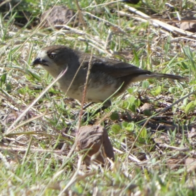 Aphelocephala leucopsis (Southern Whiteface) at Murga, NSW - 17 May 2022 by Paul4K