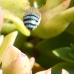 Amegilla sp. (genus) (Blue Banded Bee) at Murga, NSW - 17 May 2022 by Paul4K