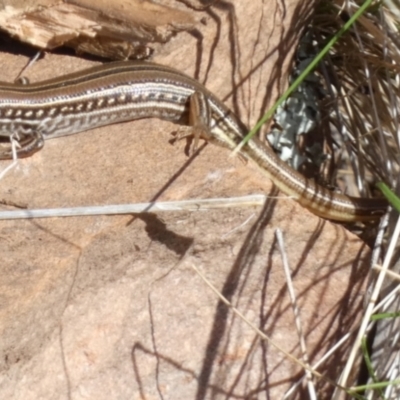 Ctenotus robustus (Robust Striped-skink) at Murga, NSW - 17 May 2022 by Paul4K