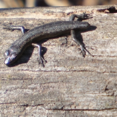 Unverified Skink by Paul4K