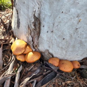 Gymnopilus junonius at Macquarie, ACT - 21 May 2022