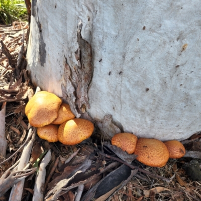 Gymnopilus junonius (Spectacular Rustgill) at Macquarie, ACT - 21 May 2022 by NathanaelC