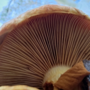 Gymnopilus junonius at Macquarie, ACT - 21 May 2022