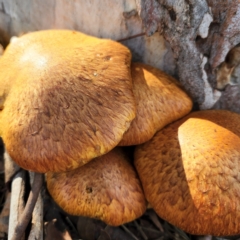 Gymnopilus junonius at Macquarie, ACT - 21 May 2022