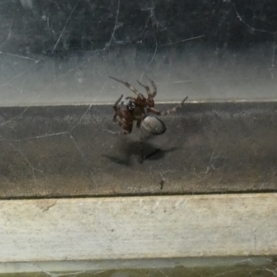 Badumna sp. (genus) (Lattice-web spider) at McKellar, ACT - 26 Apr 2022 by Amata