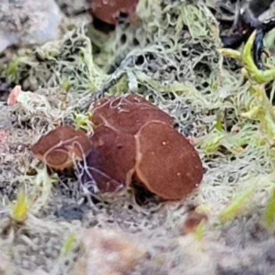 Phaeohelotium (Discinella terrestris aggregate) at Molonglo Valley, ACT - 21 May 2022 by trevorpreston