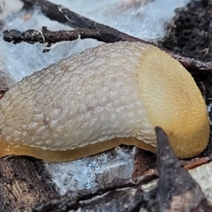 Arion intermedius at Stromlo, ACT - 21 May 2022