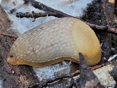 Arion intermedius (Hedgehog Slug) at Stromlo, ACT - 21 May 2022 by trevorpreston