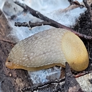 Arion intermedius at Stromlo, ACT - 21 May 2022