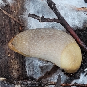 Arion intermedius at Stromlo, ACT - 21 May 2022 04:30 PM