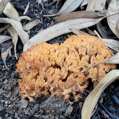 Ramaria sp. (genus) (A Coral fungus) at Stromlo, ACT - 21 May 2022 by trevorpreston