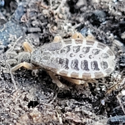 Opistoplatys australasiae (An assassin bug) at Stromlo, ACT - 21 May 2022 by trevorpreston