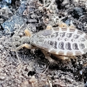 Aradidae sp. (family) at Stromlo, ACT - 21 May 2022