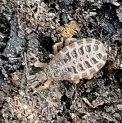 Aradidae sp. (family) at Stromlo, ACT - 21 May 2022