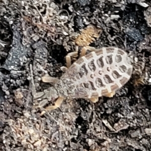 Aradidae sp. (family) at Stromlo, ACT - 21 May 2022