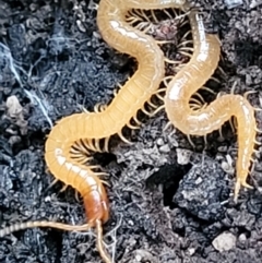 Geophilomorpha sp. (order) at Stromlo, ACT - 21 May 2022