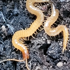 Geophilomorpha sp. (order) at Stromlo, ACT - 21 May 2022