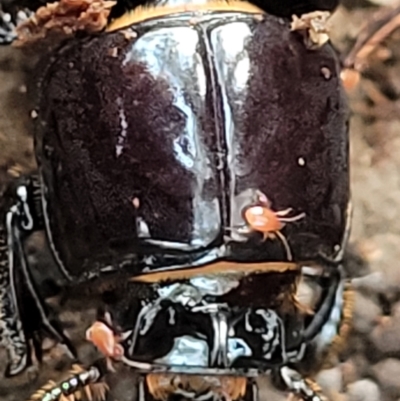 Acari (informal subclass) (Unidentified mite) at Stromlo, ACT - 21 May 2022 by trevorpreston