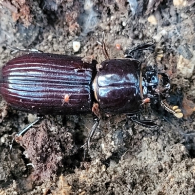Aulacocyclus edentulus (Passalid beetle) at Stromlo, ACT - 21 May 2022 by trevorpreston