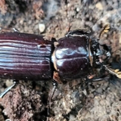 Aulacocyclus edentulus at Stromlo, ACT - 21 May 2022