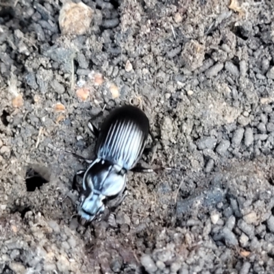 Pterostichini (tribe) (A Carabid beetle) at Stromlo, ACT - 21 May 2022 by trevorpreston