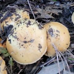 zz agaric (stem; gills not white/cream) at Stromlo, ACT - 21 May 2022 by trevorpreston