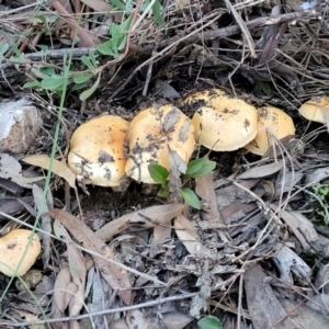 zz agaric (stem; gills not white/cream) at Stromlo, ACT - 21 May 2022 04:18 PM