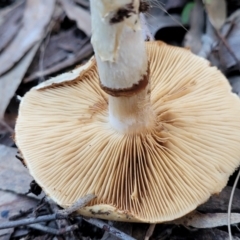 zz agaric (stem; gills not white/cream) at Stromlo, ACT - 21 May 2022 04:18 PM