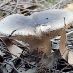 zz agaric (stem; gills white/cream) at Stromlo, ACT - 21 May 2022 by trevorpreston