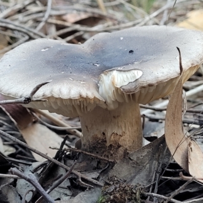 zz agaric (stem; gills white/cream) at Stromlo, ACT - 21 May 2022 by trevorpreston