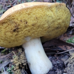 zz bolete at Stromlo, ACT - 21 May 2022