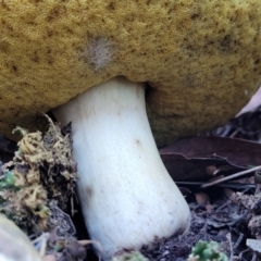 zz bolete at Stromlo, ACT - 21 May 2022 04:15 PM