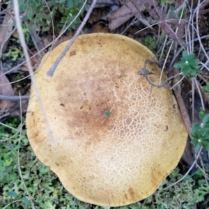 zz bolete at Stromlo, ACT - 21 May 2022 04:15 PM